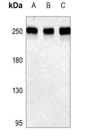 Rpb1 CTD (Phospho-S1619) Rabbit Polyclonal Antibody