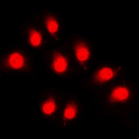 Rpb1 CTD (Phospho-S1619) Rabbit Polyclonal Antibody