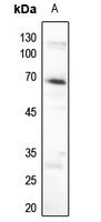 AMPK alpha 1 (Phospho-S496) Rabbit Polyclonal Antibody