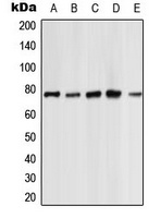 PKC zeta Rabbit Polyclonal Antibody
