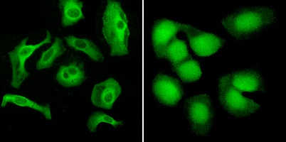 FITC IF Detection System Kit (Goat Anti-Rabbit)