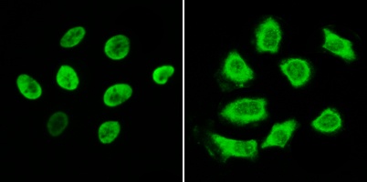 FITC IF Detection System Kit (Mouse Anti-Goat)