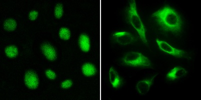 FITC IF Detection System Kit (Rabbit Anti-Sheep)