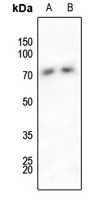 SHPTP2 (Phospho-Y542) Rabbit Polyclonal Antibody
