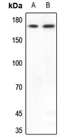 BAF170 Rabbit Polyclonal Antibody