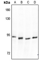 SP1 Rabbit Polyclonal Antibody
