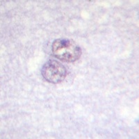 SP1 Rabbit Polyclonal Antibody