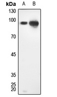 STAT1 Antibody
