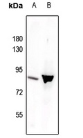 STAT3 (Phospho-Y705) Antibody