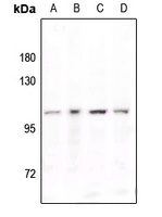 STAT6 (Phospho-Y641) Antibody