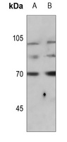 Synapsin 1 (Phospho-S9) Rabbit Polyclonal Antibody