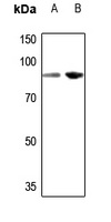 TCEB3 Antibody