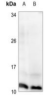 Histone H4 (Phospho-S47) Rabbit Polyclonal Antibody