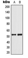 p53 (Phospho-S37) Rabbit Polyclonal Antibody