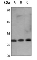 14-3-3 eta Antibody