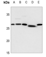 14-3-3 zeta Rabbit Polyclonal Antibody
