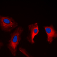 14-3-3 zeta Rabbit Polyclonal Antibody