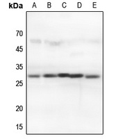 14-3-3 theta/tau Rabbit Polyclonal Antibody