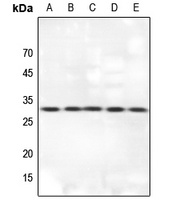 14-3-3 theta Rabbit Polyclonal Antibody