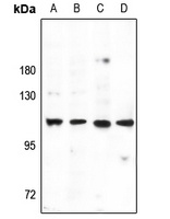 p116 Rip Rabbit Polyclonal Antibody