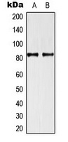 TRAF3IP1 Antibody