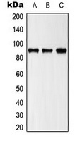 MLTK Antibody