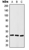 Histone Deacetylase 8 (Phospho-S39) Antibody
