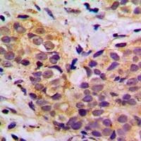 MRPL11 Rabbit Polyclonal Antibody