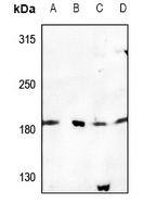 USP32 Antibody