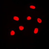 Histone H4 Rabbit Polyclonal Antibody