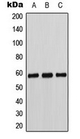 Cytochrome P450 11B1/2 Rabbit Polyclonal Antibody