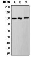 Ah Receptor (Phospho-S36) Rabbit Polyclonal Antibody