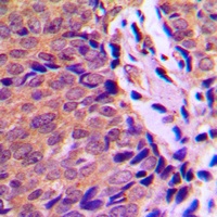 Ah Receptor (Phospho-S36) Rabbit Polyclonal Antibody