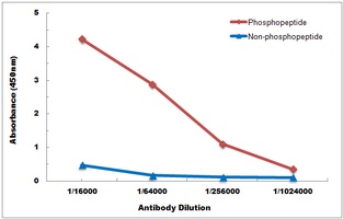 EPHB1/2 (Phospho-Y594/604) Antibody