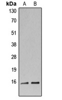 Histone H3 Antibody