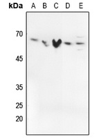 SMAD2/3 (Phospho-T8) Rabbit Polyclonal Antibody