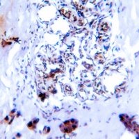 SMAD2/3 (Phospho-T8) Rabbit Polyclonal Antibody