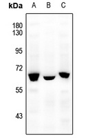 NFIA Rabbit Polyclonal Antibody