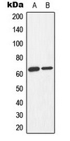AMPK alpha 1/2 (Phospho-T183/172) Antibody