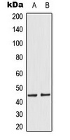 MKK1/2 (Phospho-S218/222) Antibody