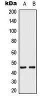 MKK1/2 (Phospho-S222/226) Antibody