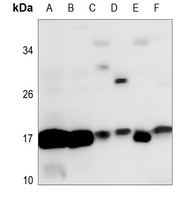 Histone H3 Antibody