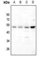 BAMBI Rabbit Polyclonal Antibody