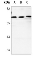 Cadherin 23 Rabbit Polyclonal Antibody