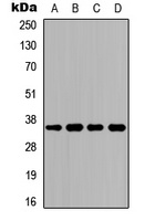 CD234 Rabbit Polyclonal Antibody