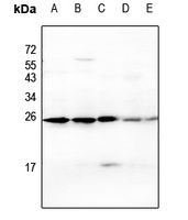 CD269 Antibody