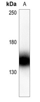 Collagen 5 alpha 2 Antibody