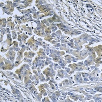 DnaJC3 Antibody