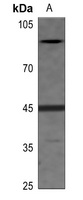EIF2S2 (Phospho-S67) Rabbit Polyclonal Antibody