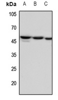 Factor IX LC Rabbit Polyclonal Antibody